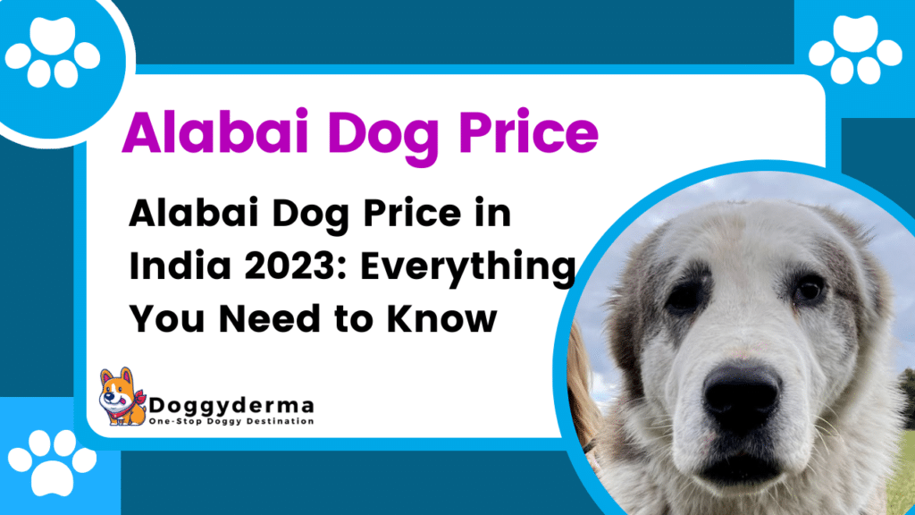 Alabai Dog Price in India 2024: Everything You Need to Know