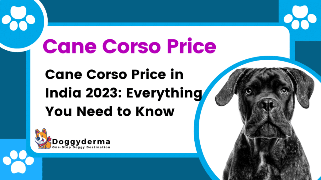 Cane Corso Price in India 2024: Everything You Need to Know