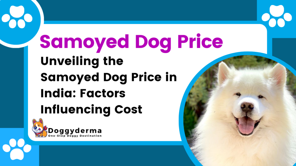 The Samoyed Dog Price in India 2024