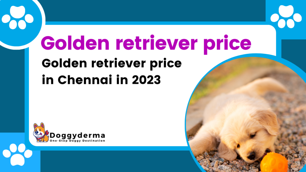 Golden Retriever price in Chennai 2023