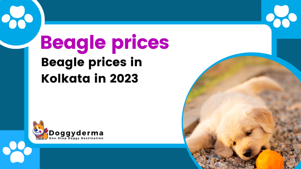 The Best Dog Beagle prices in Kolkata 2023