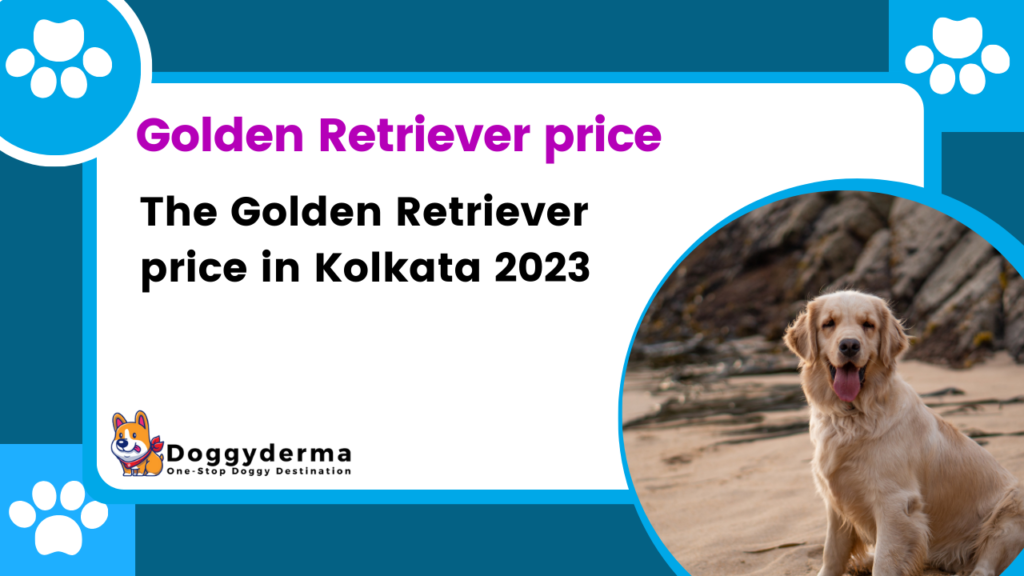 The Best Dog Golden Retriever price in Kolkata 2023