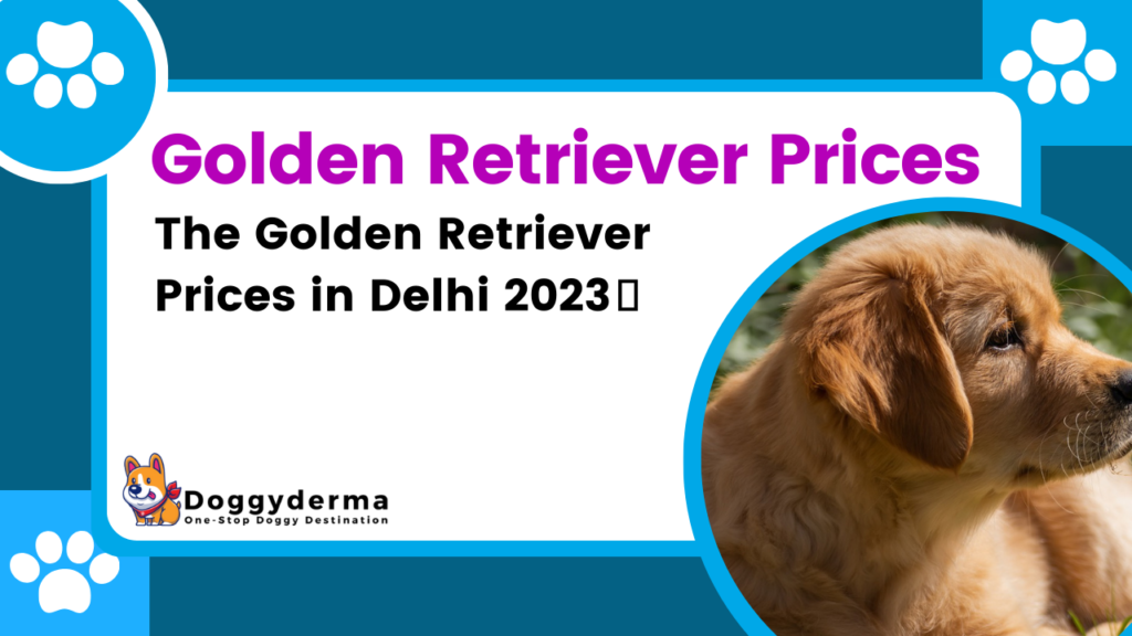 The Ultimate Guide to The Golden Retriever Prices in Delhi 2023🐾