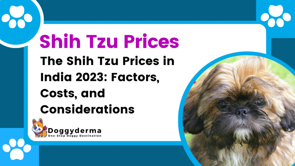 The Shih Tzu Prices in India 2024: Factors, Costs, and Considerations