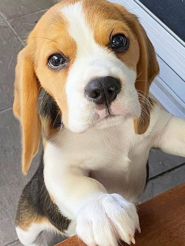 Let us know what type of dog is a Beagle.