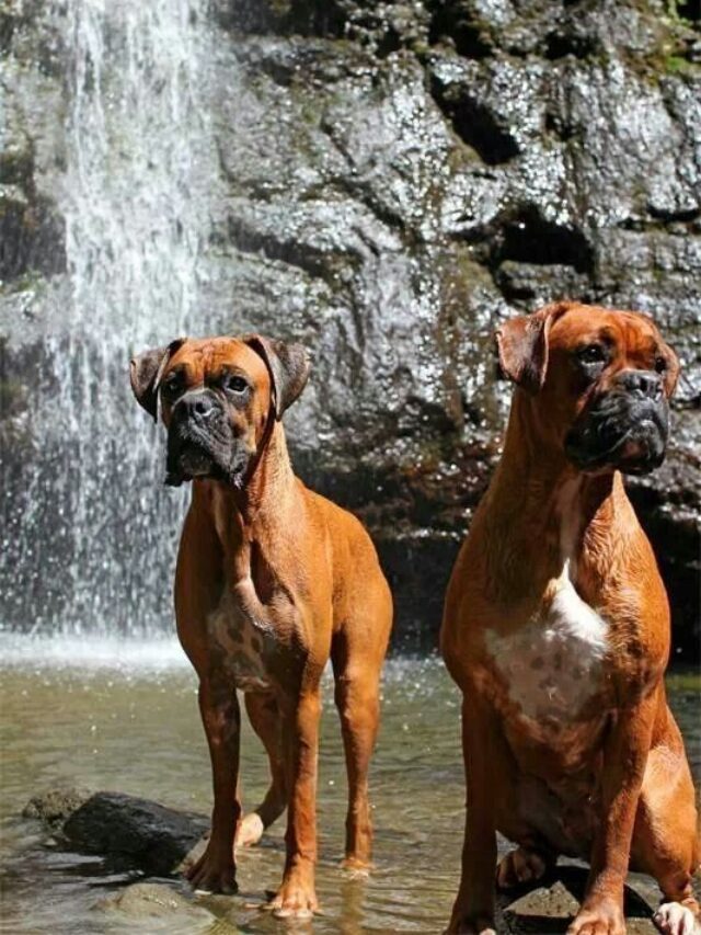 What is the quality of the Boxer breed of dog?