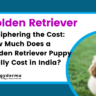 Price Of Golden Retriever Puppy in India 2023