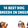 A Comprehensive Guide To The Best Dog Breeds In India 2024