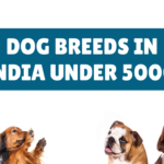 Best Dog Breeds in India Under 5000 Rupees