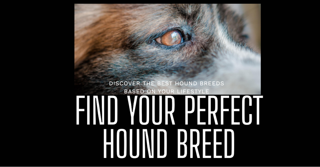 the Top 10 Hound Dog Breeds