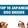 Unveiling the Finest Companions: A Guide to The Top 10 Best Japanese Dog Breeds