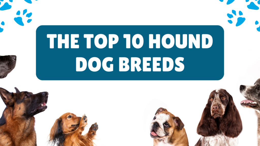 A Comprehensive Guide to the Top 10 Hound Dog Breeds