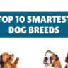 A Comprehensive Guide to the Top 10 Smartest Dog Breeds